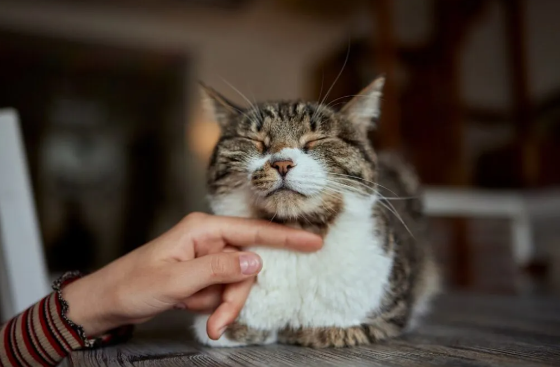 Calculer l’âge d’un chat en âge humain