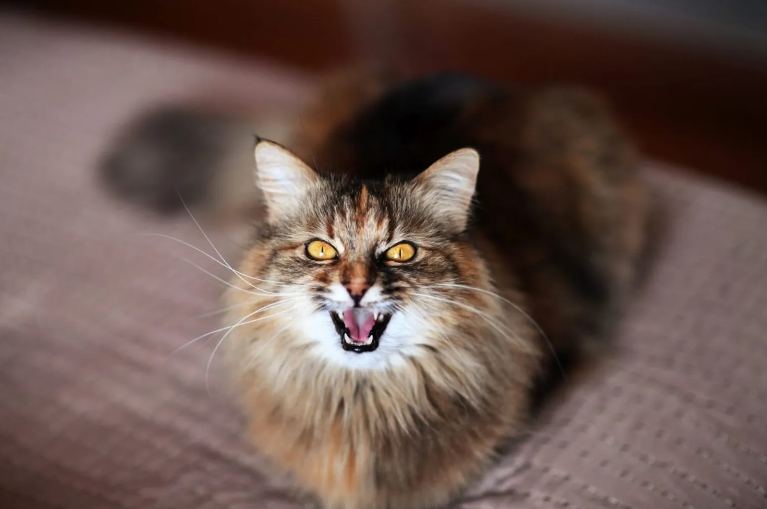 Les chaleurs chez le chat