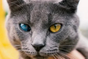 Caractère chez le chat