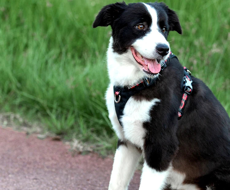 Reflektierendes Hundegeschirr