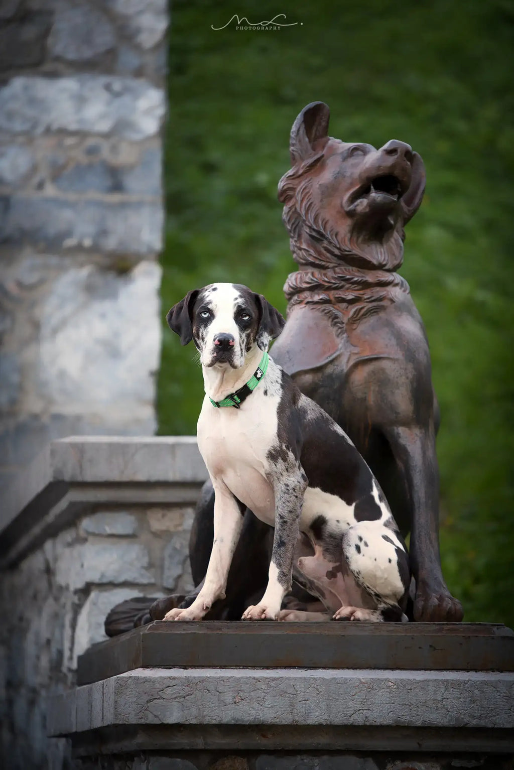 Reflektierendes Hundehalsband