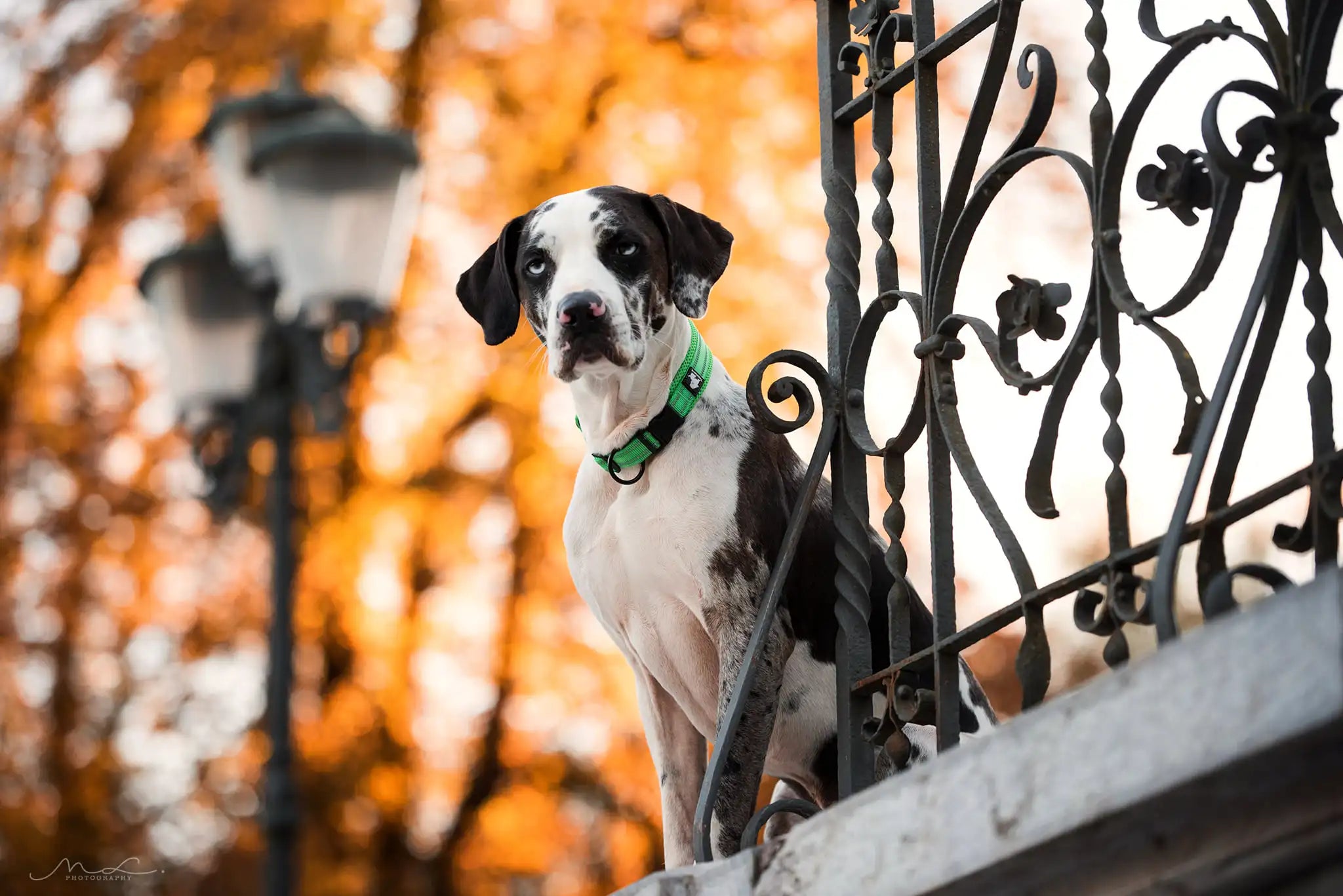 Reflektierendes Hundehalsband