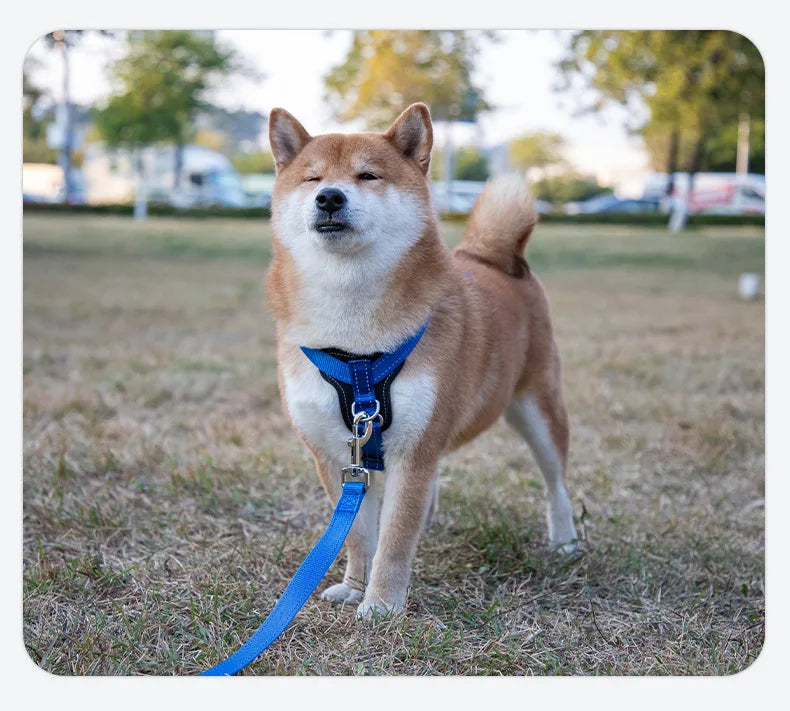 Harnais chien anti-traction