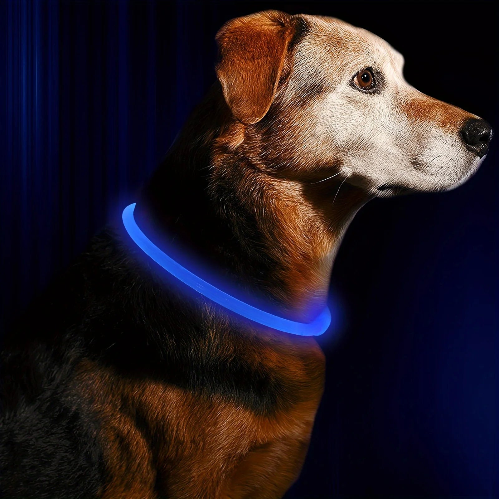 Collier LED-Hunde-USB-Leuchte, wiederaufladbare Nacht 