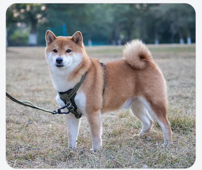 Harnais chien anti-traction