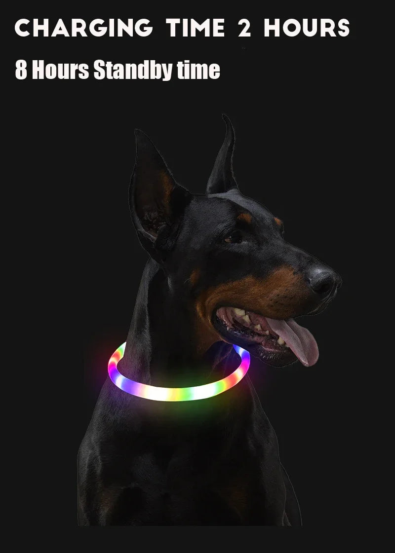Collier LED-Hunde-USB-Leuchte, wiederaufladbare Nacht 