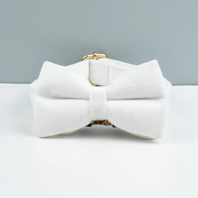 Hochwertiges, graviertes, personalisiertes Samt-Hundehalsband