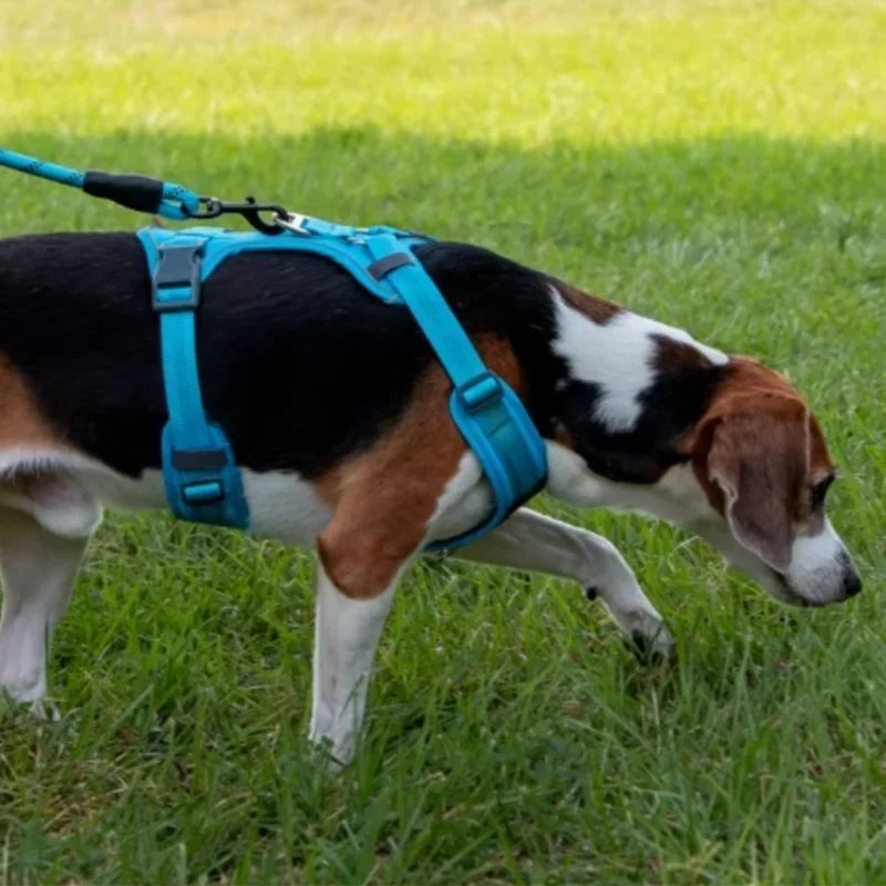 Reflektierendes Hundegeschirr