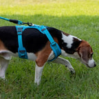 Reflektierendes Hundegeschirr