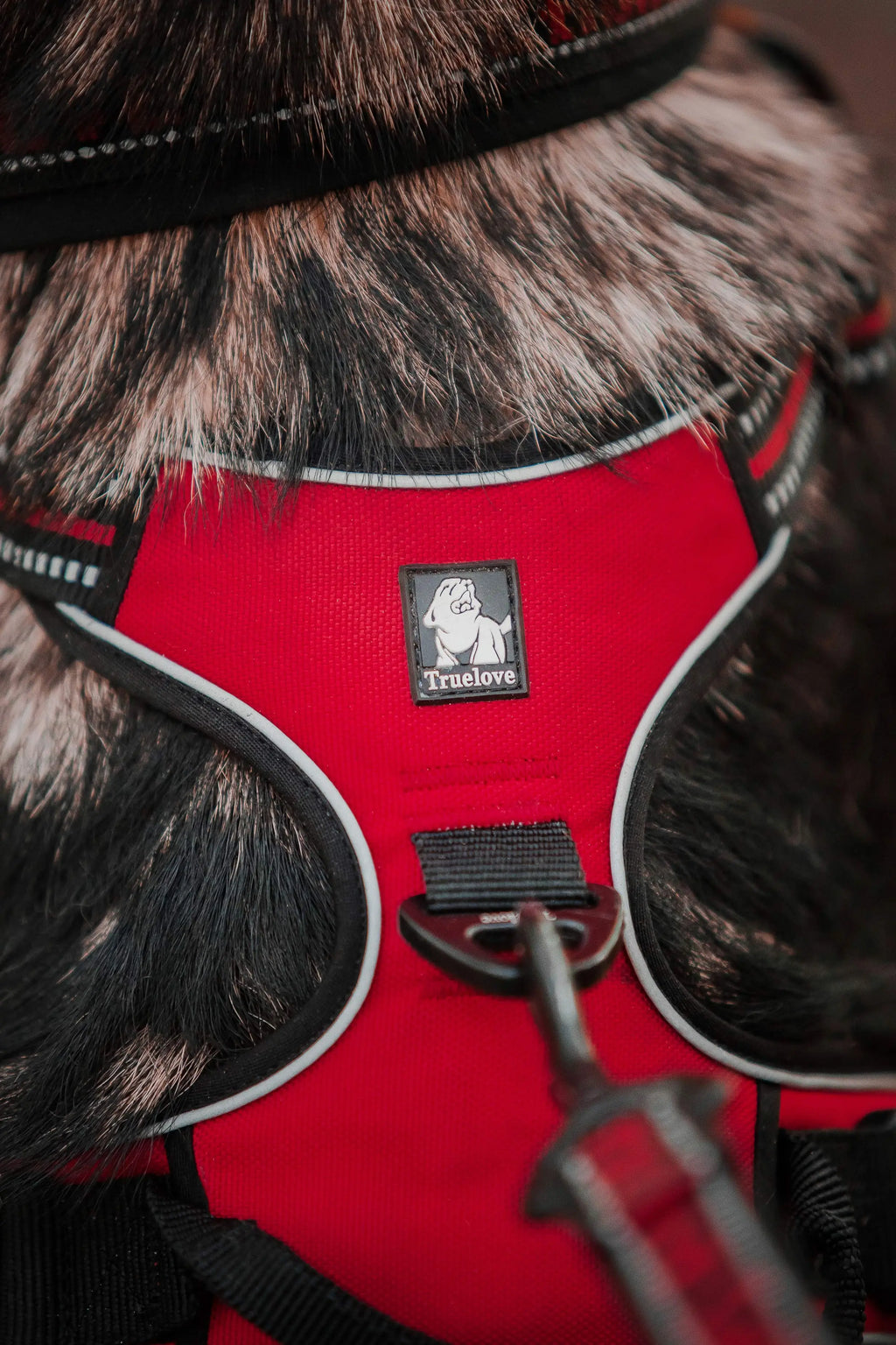 Reflektierendes Hundegeschirr