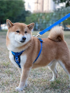 Harnais chien anti-traction