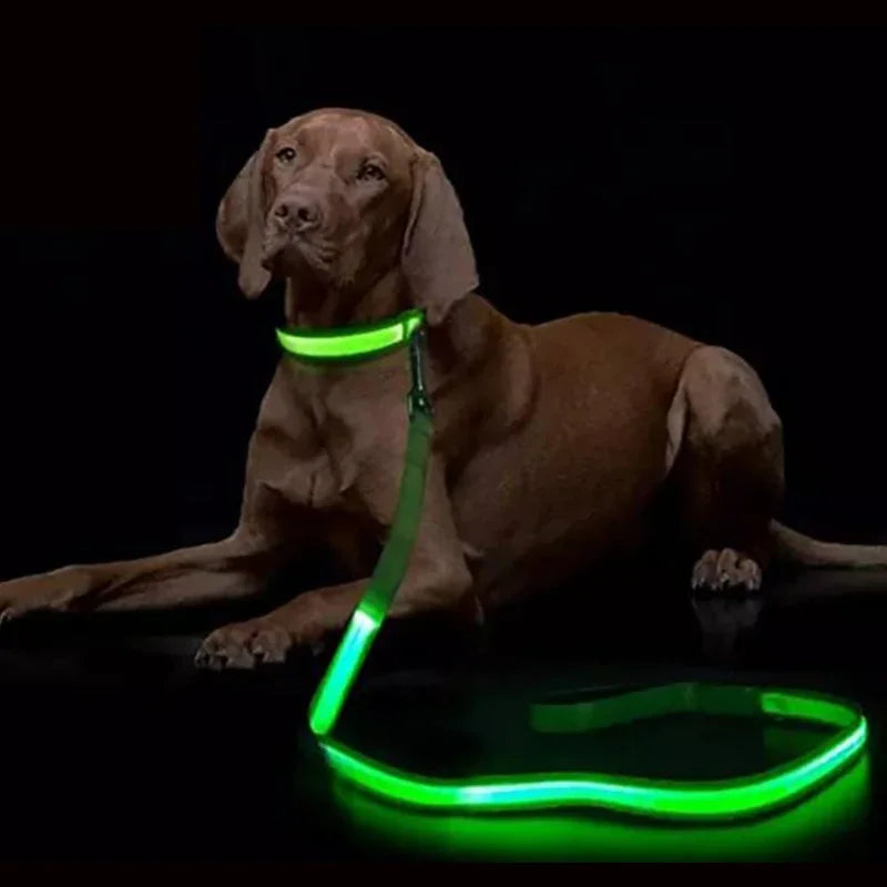 LED dog leash, flashing light, safety at night 