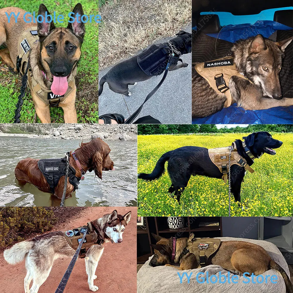 Festigkeit des Hundegeschirrs