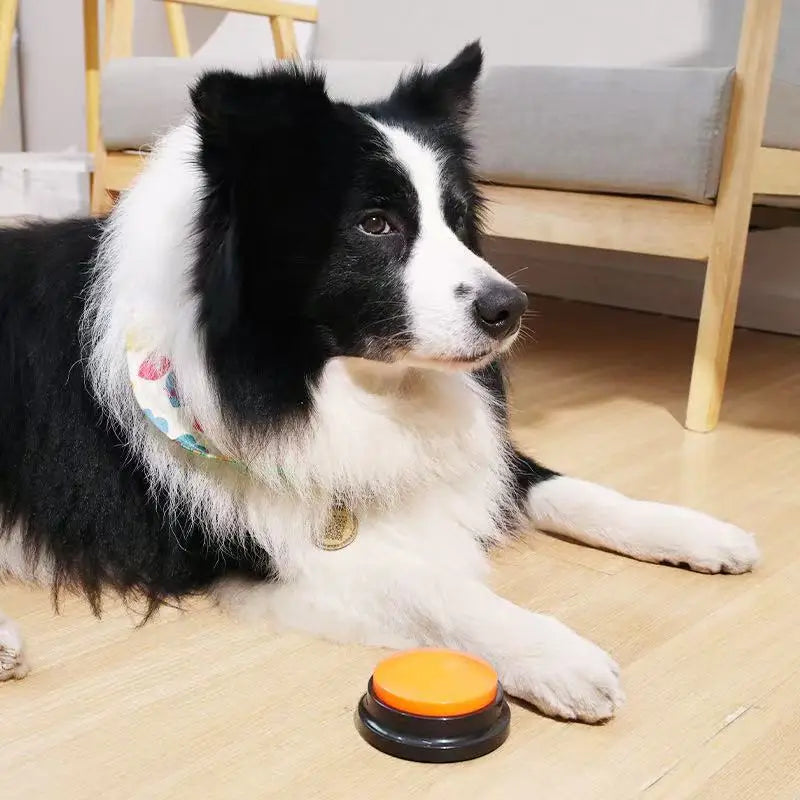 Boutons Kommunikation Chien Registrierung Gesang 30er Jahre