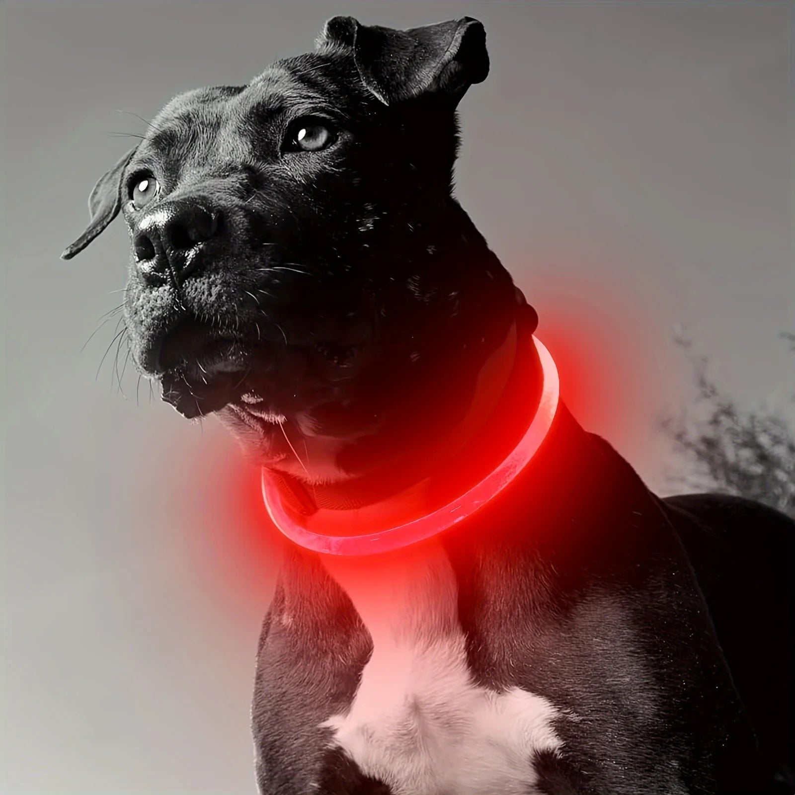 Collier LED-Hunde-USB-Leuchte, wiederaufladbare Nacht 