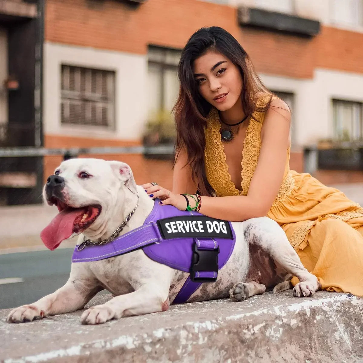 Reflektierendes Hundegeschirr