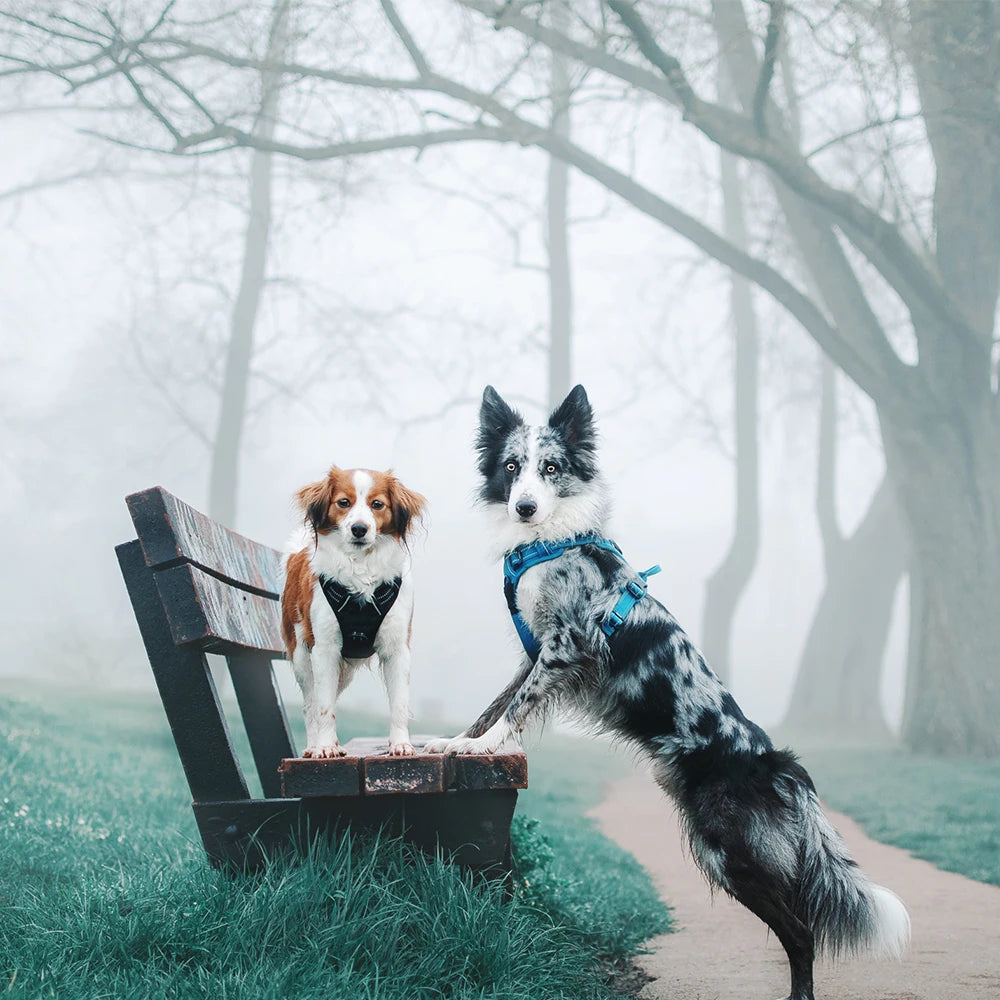 Reflektierendes Hundegeschirr